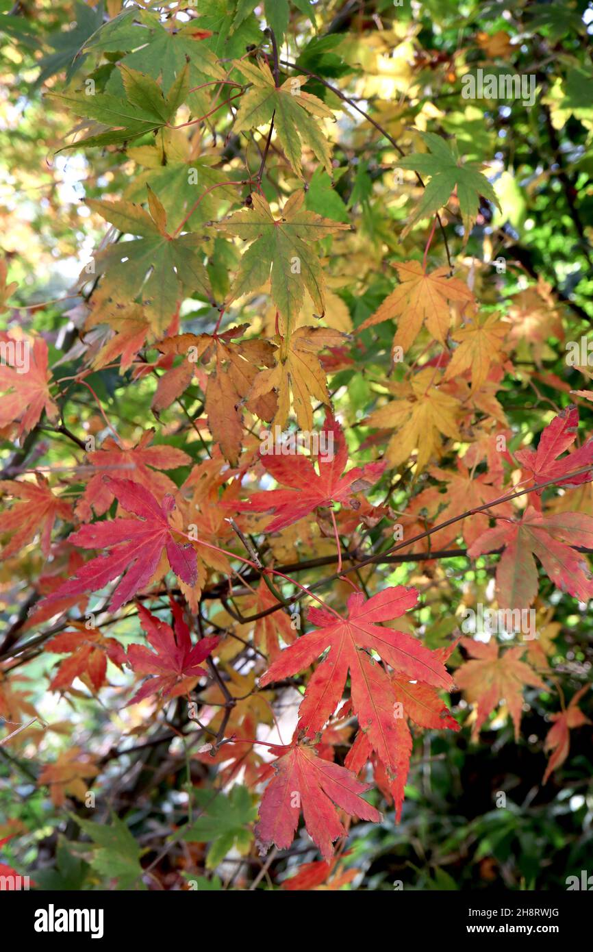 Acer palmatum ‘Momiji’ Japanese Maple Momiji – feuilles mi-vertes, rouges, orange et jaunes avec marges dentelées, novembre, Angleterre, Royaume-Uni Banque D'Images