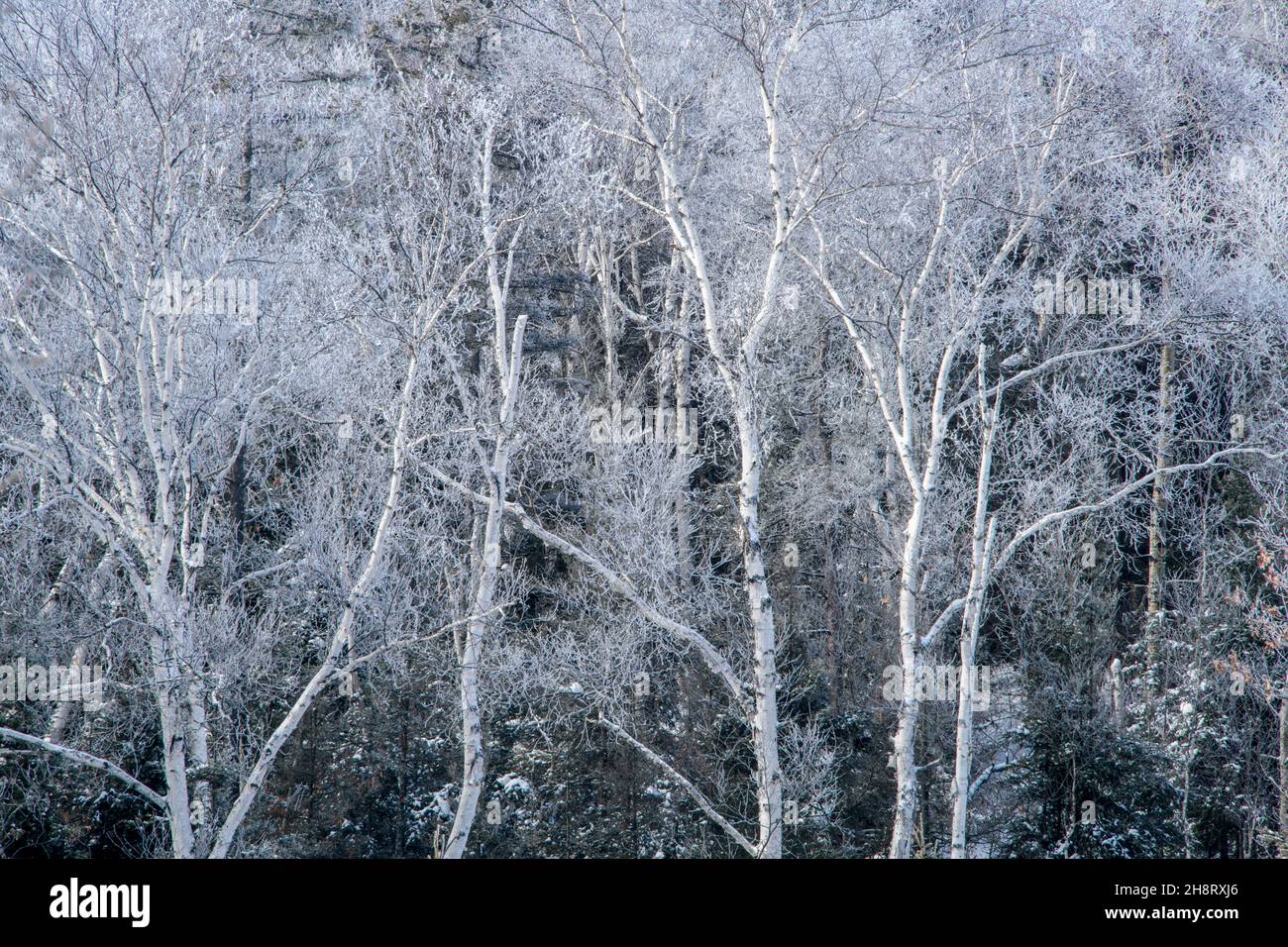 Gelées d'hiver sur les bouleaux, Grand Sudbury, Ontario, Canada Banque D'Images