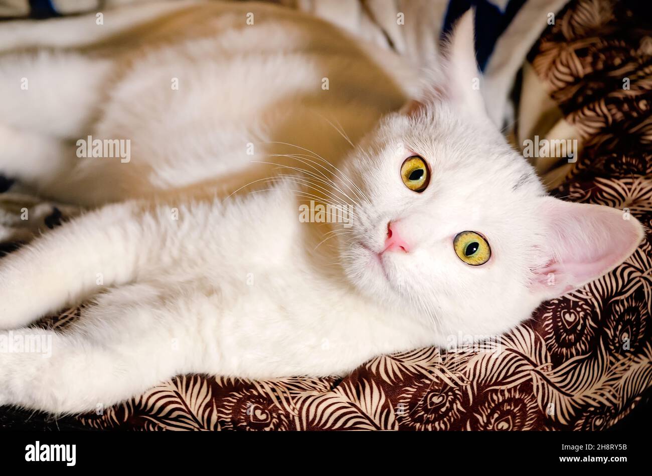 Bébé, un chaton blanc de deux mois, se pose dans un lit de chat, 26 novembre 2021, à Coden, Alabama. Banque D'Images