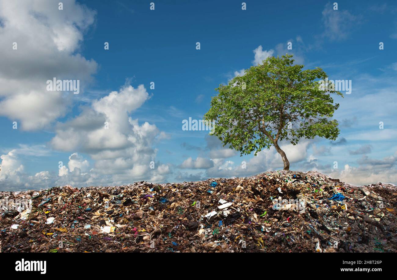 L'arbre pousse entre les montagnes de la corbeille.Dans un environnement surréaliste et irréel déchets nature pollution écologie.Concept d'environnement. Banque D'Images