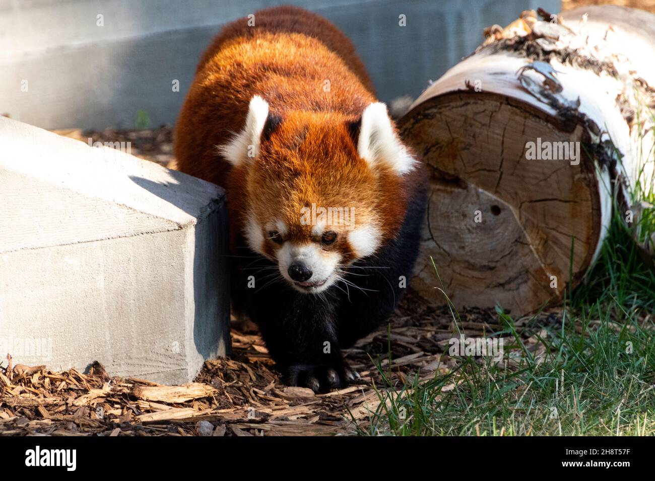adorable panda rouge marchant vers l'appareil photo, autour de log et de béton, souriant dans la lumière du soleil Banque D'Images