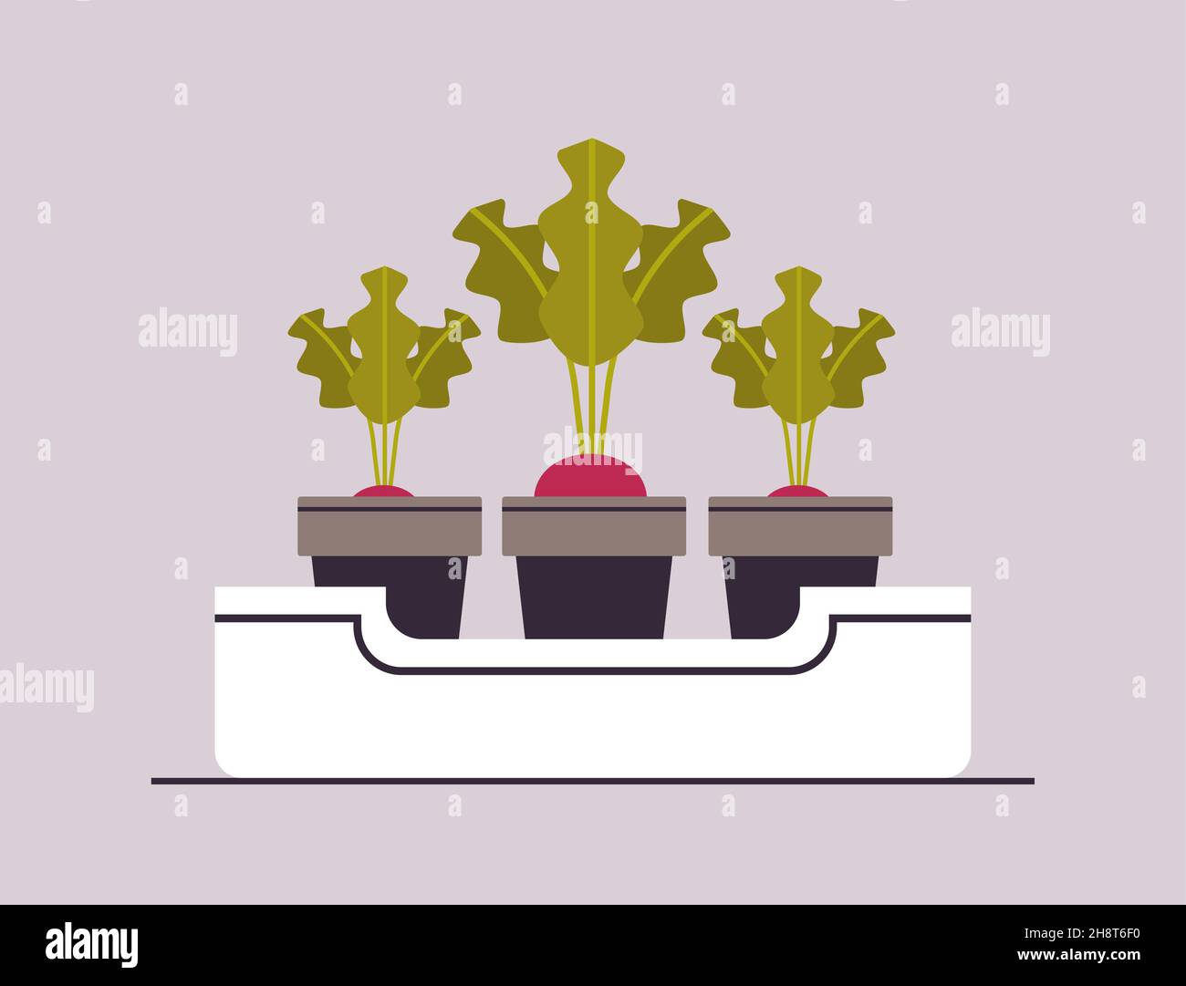 plantes de betteraves en pot ou de raddish dans des pots plantation serre botanique getable de jardin concept Illustration de Vecteur