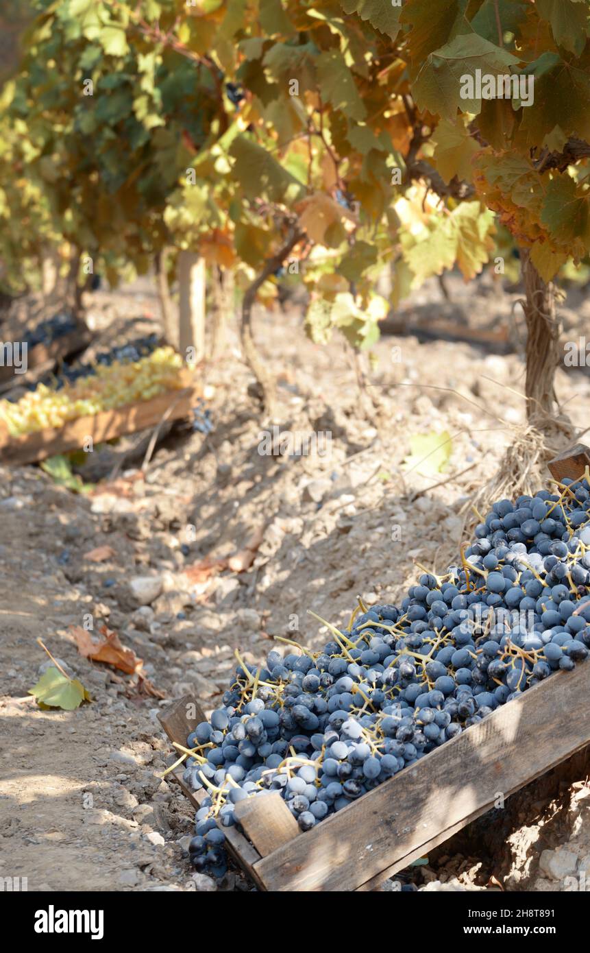 Caisses en bois fou de raisin récolté au vignoble du temps le soir Banque D'Images