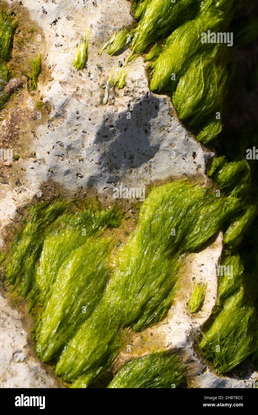 Algues vertes sur une pierre dans la mer.Vue de dessus. Banque D'Images