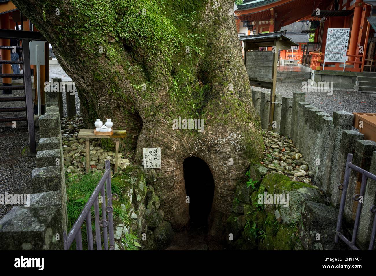 紀州杉, Cunninghamia lanceolata, cèdre Banque D'Images