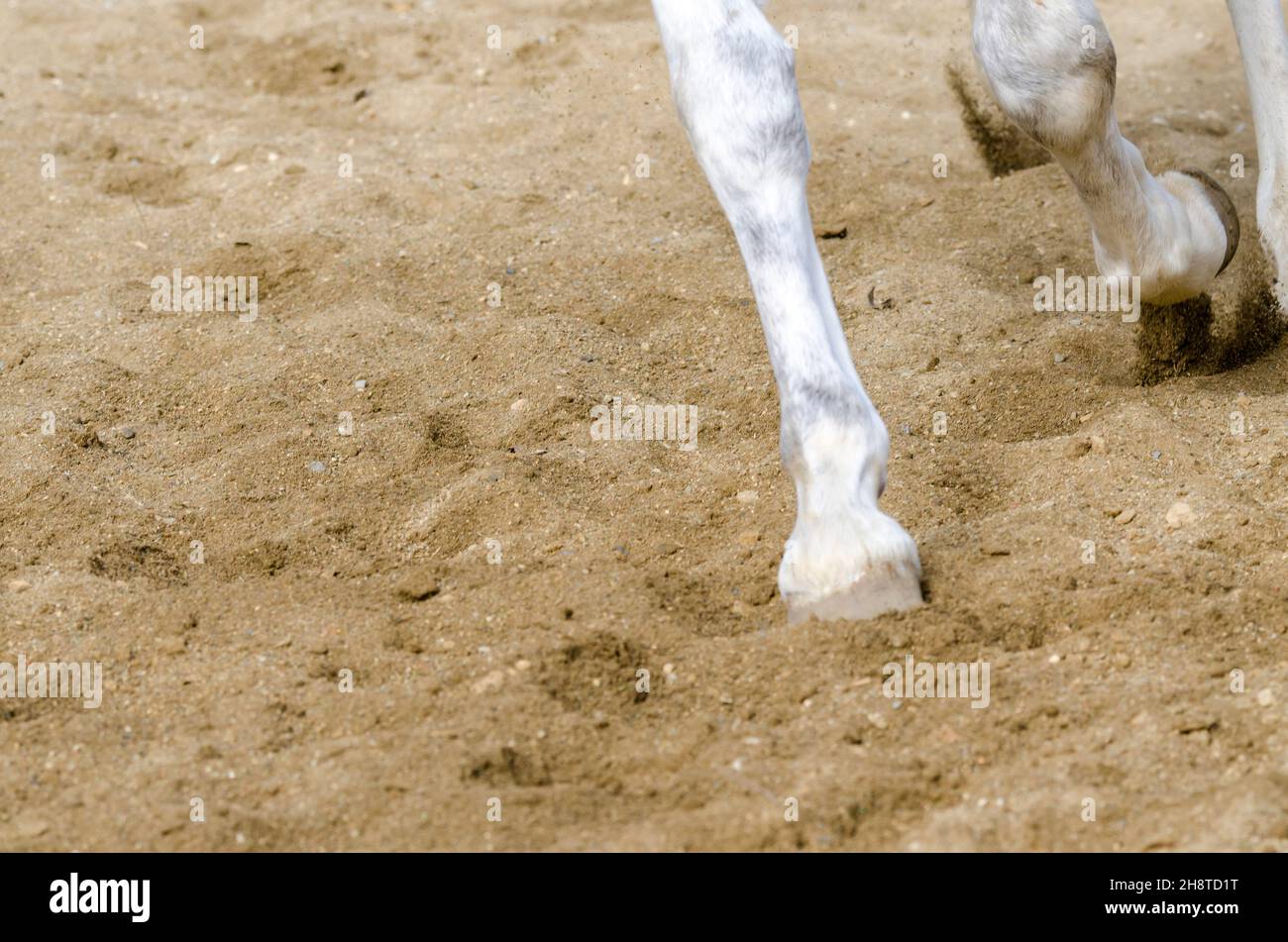 cheval de l'arceaux que les bars sur le terrain de sable en italie Banque D'Images