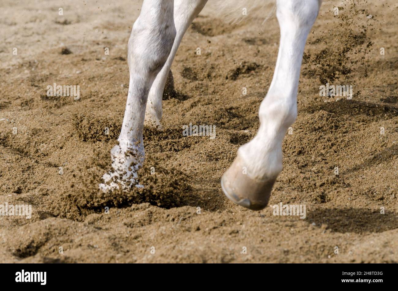 cheval de l'arceaux que les bars sur le terrain de sable en italie Banque D'Images