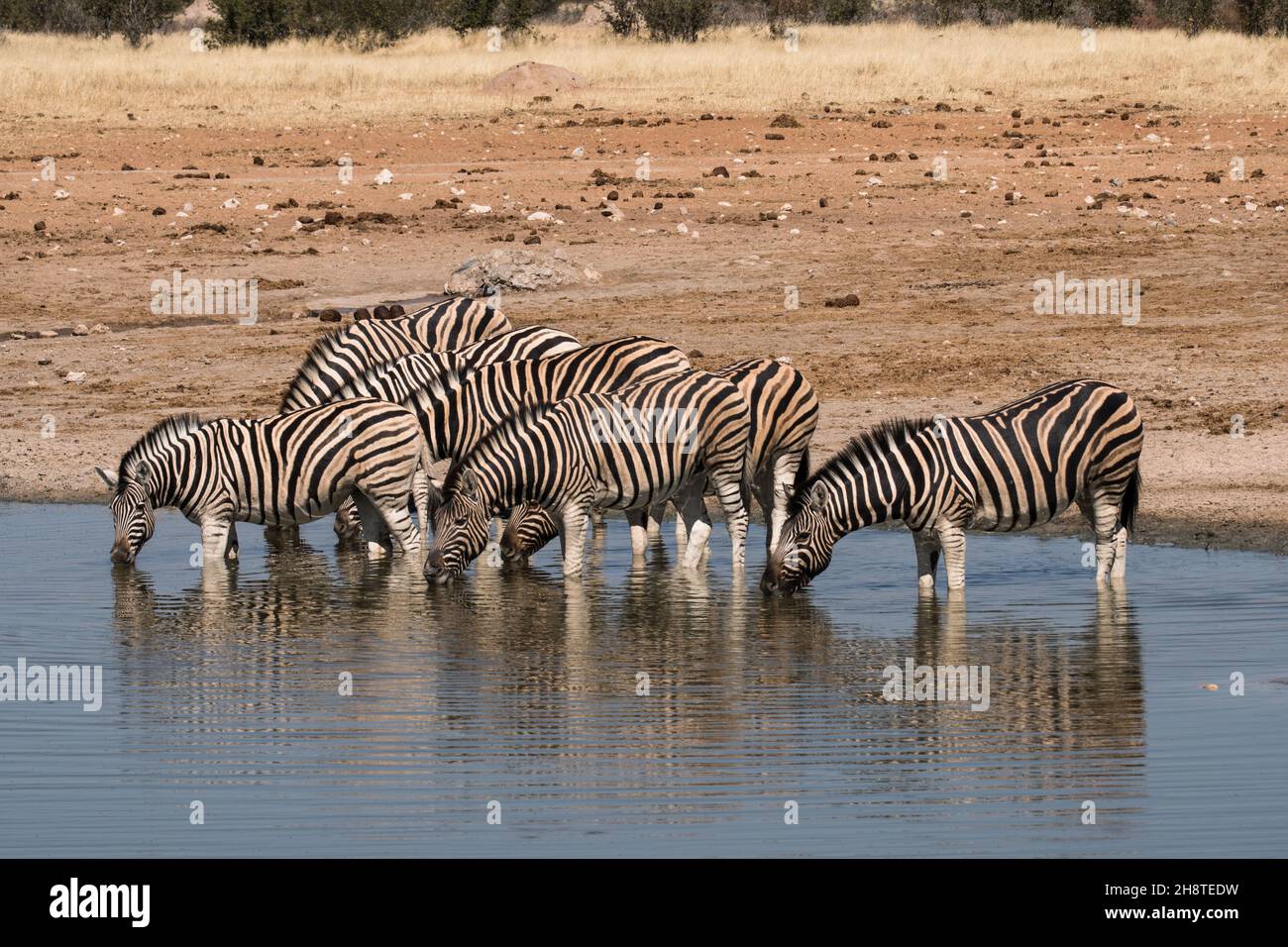 Troupeau de zèbre de Burchell (Equus quagga burchelliidrenclage) eau dans le parc national d'Etosha - Namibie Banque D'Images