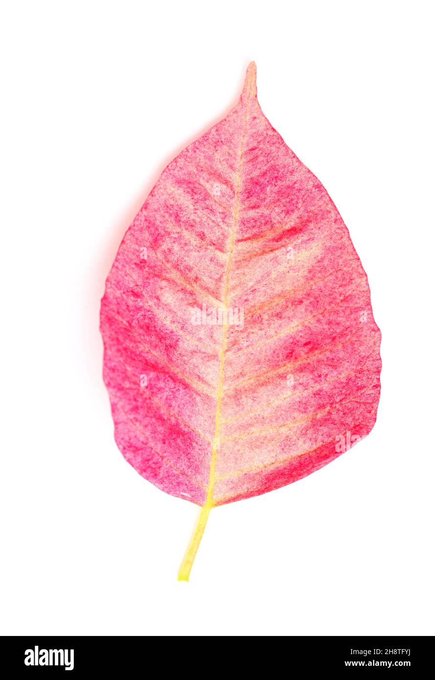 Poinsettia rose, Euphorbia pulcherrima ou feuilles de fleurs de Pâques isolées sur fond blanc Banque D'Images