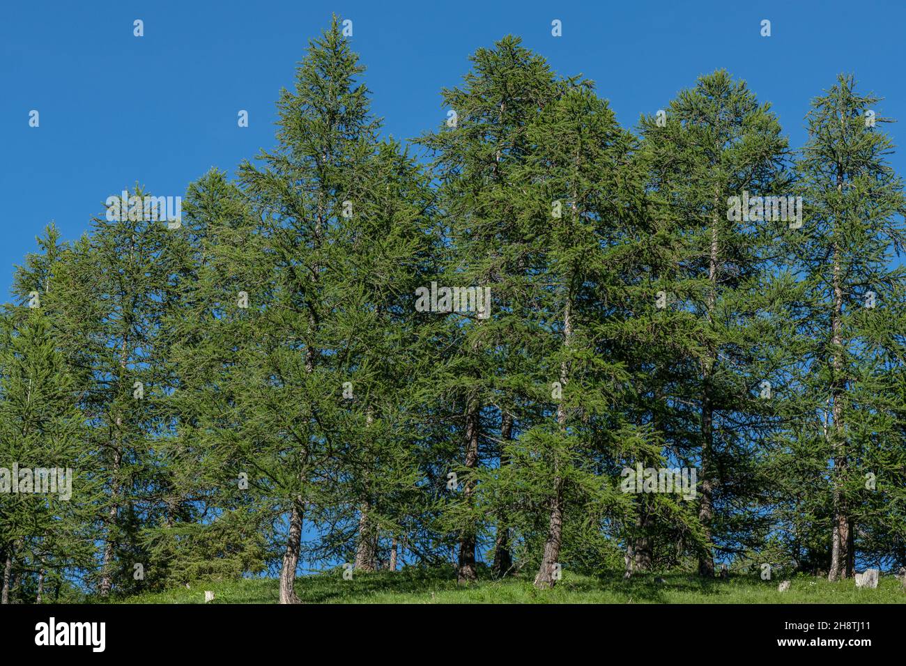 Groupe de larches européennes, Larix decidua, dans le sud des Alpes françaises. Banque D'Images