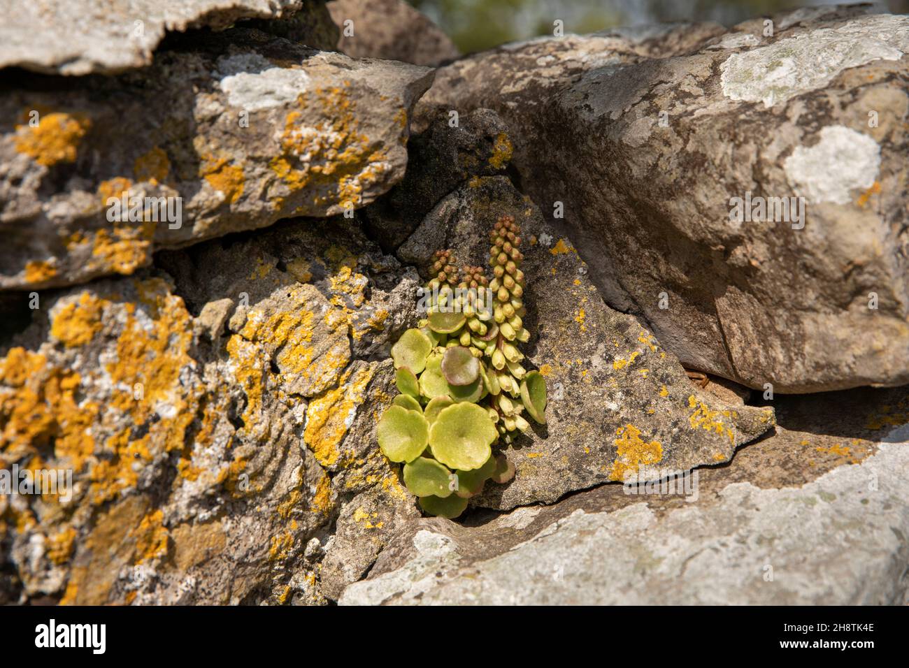 Royaume-Uni, pays de Galles, Pembrokeshire, Bosherston, Navelwort (Wall pennywort) poussant sur le mur de pierre Banque D'Images