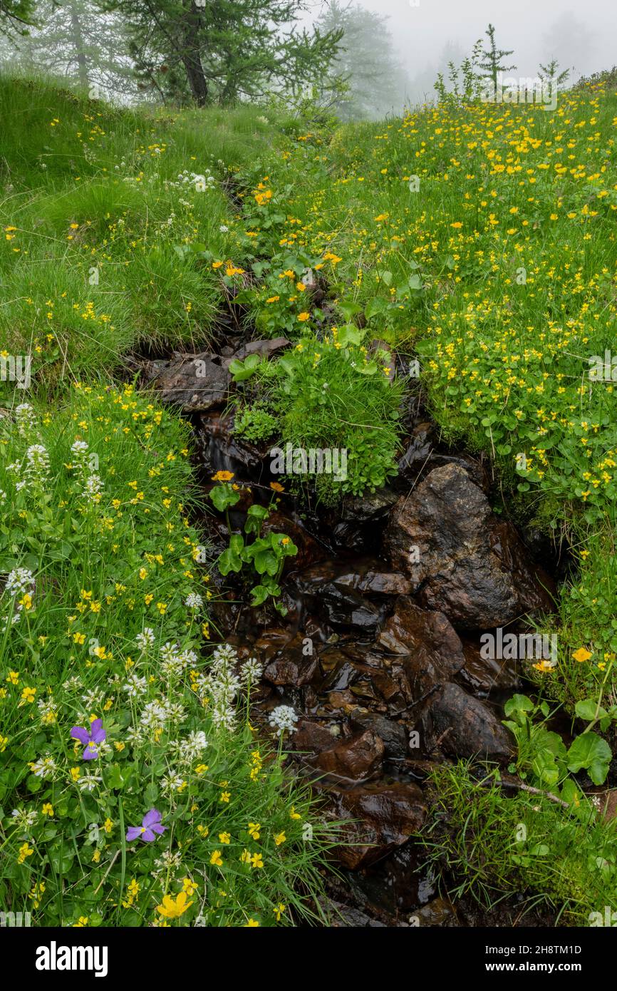 Ruisseau de montagne dans la brume, avec le bois jaune-violet, les Kingcups etc. Sous le col Sampiero.Alpes maritimes. Banque D'Images