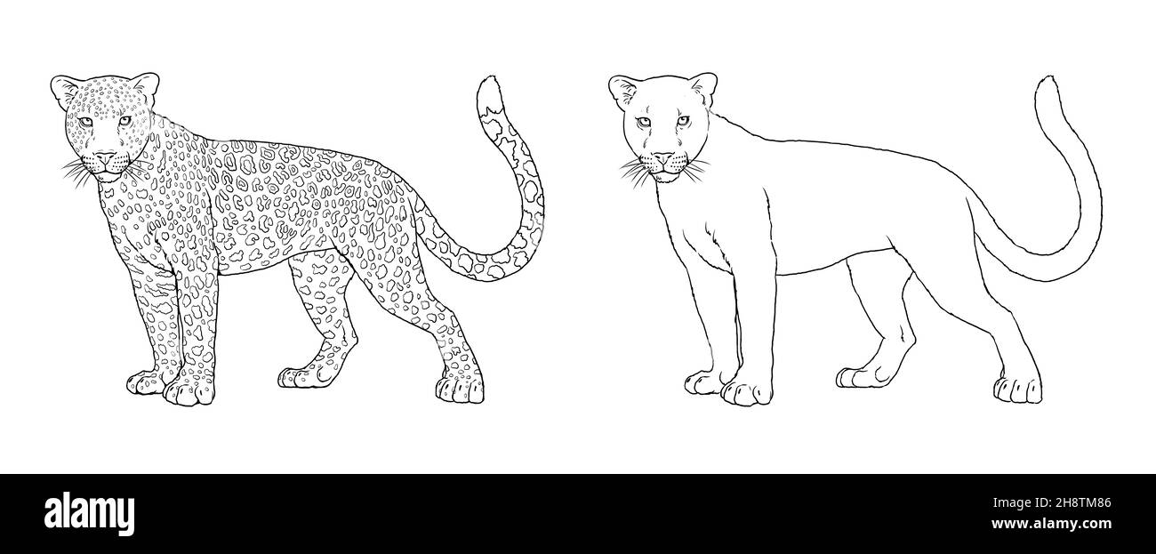 Portrait de léopard et panthère noir.Modèle numérique de coloration. Banque D'Images