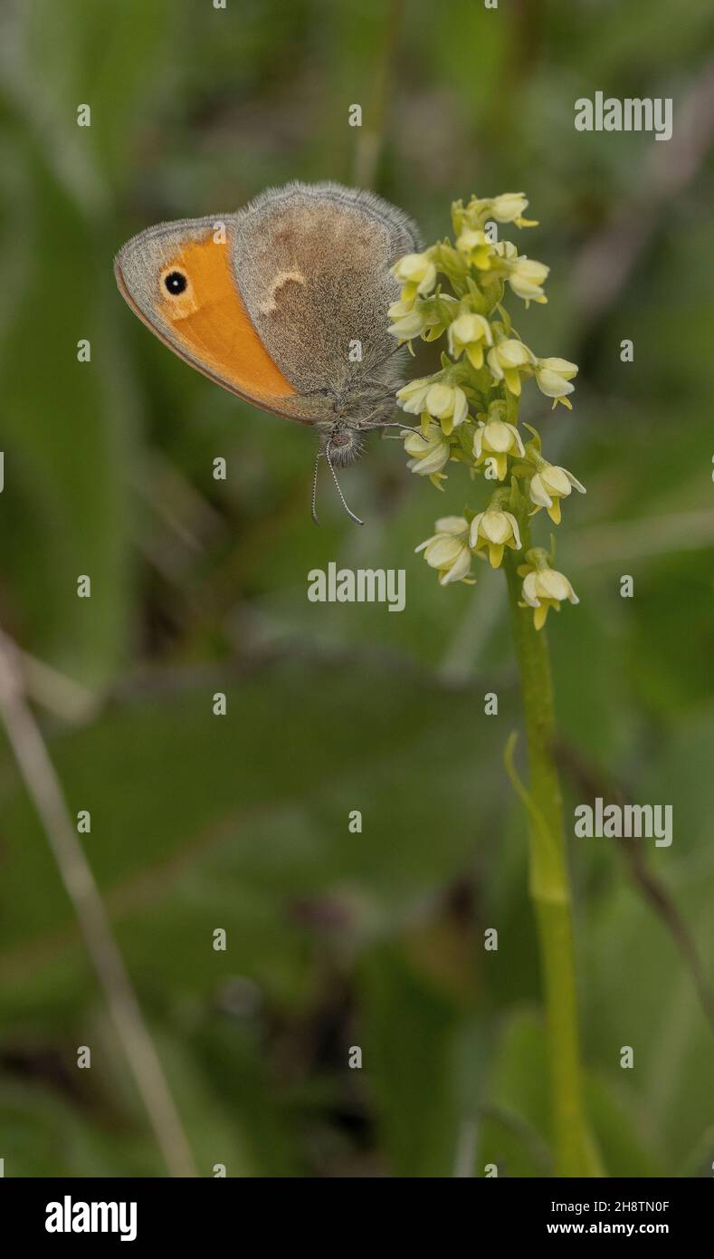 Petit papillon de Heath, Coenonympha pamphilus, perché sur une petite orchidée blanche, Pseudorchis albida, Alpes. Banque D'Images