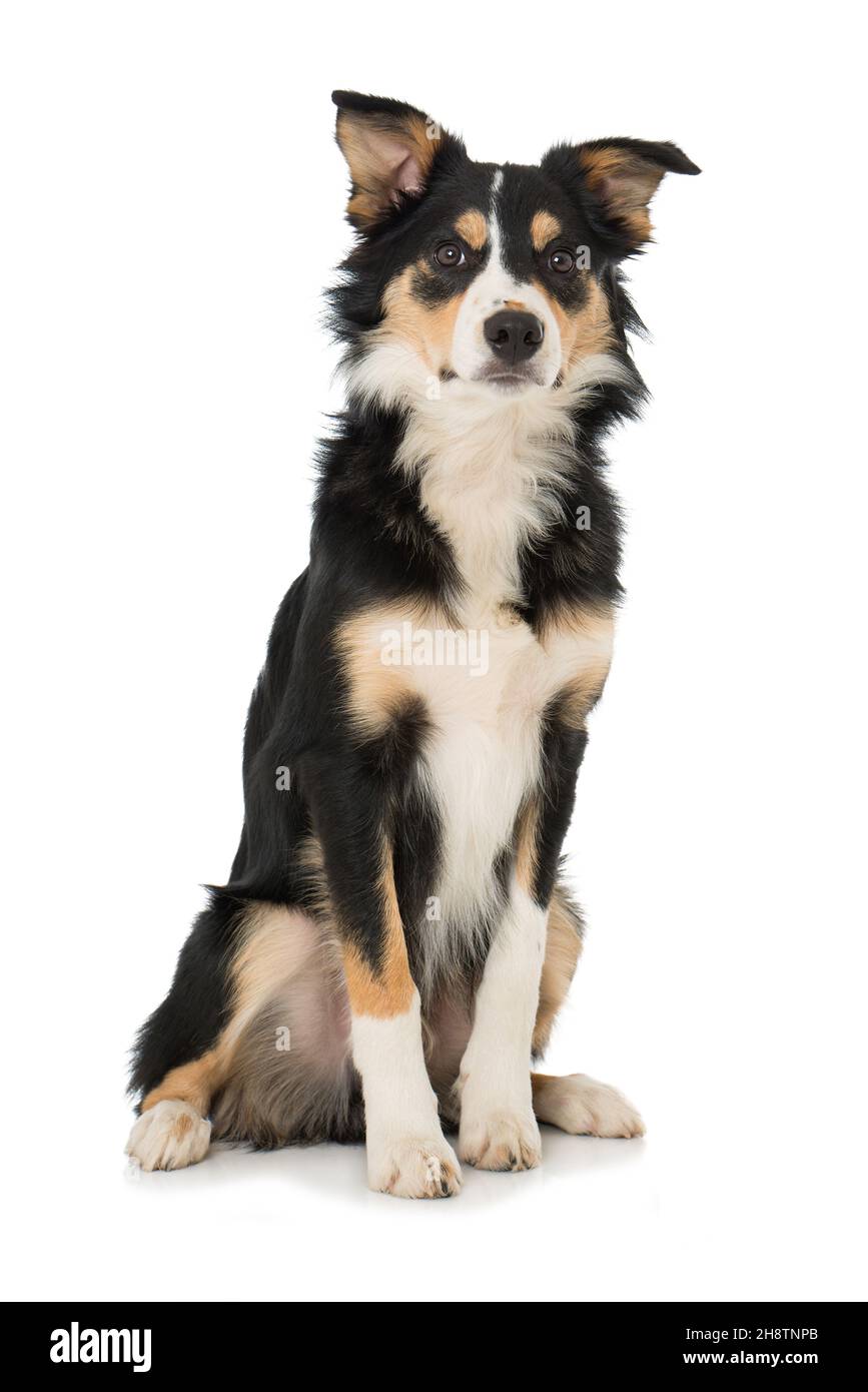 Jeune chien collie de bordure isolé sur blanc Banque D'Images