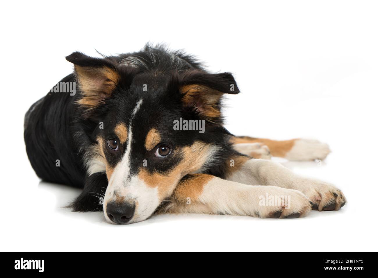 Jeune chien collie de bordure isolé sur blanc Banque D'Images