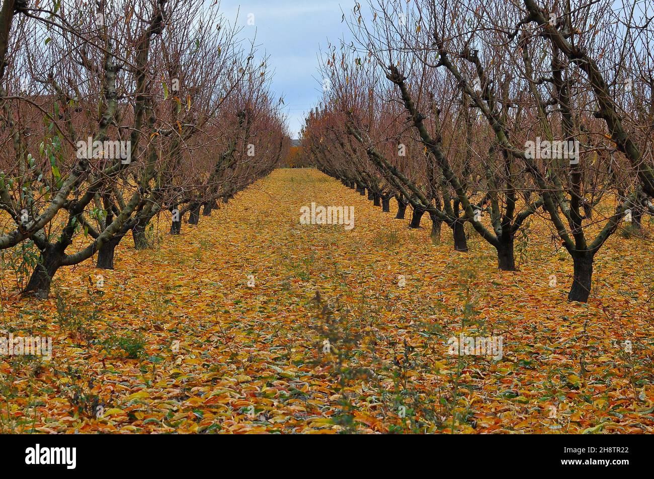 scène de verger d'automne 1 Banque D'Images