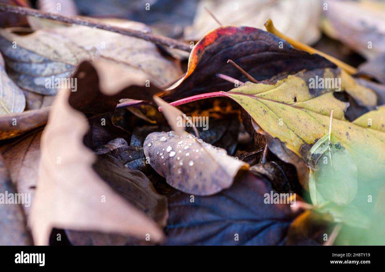 Gouttes de pluie sur feuille d'automne Banque D'Images