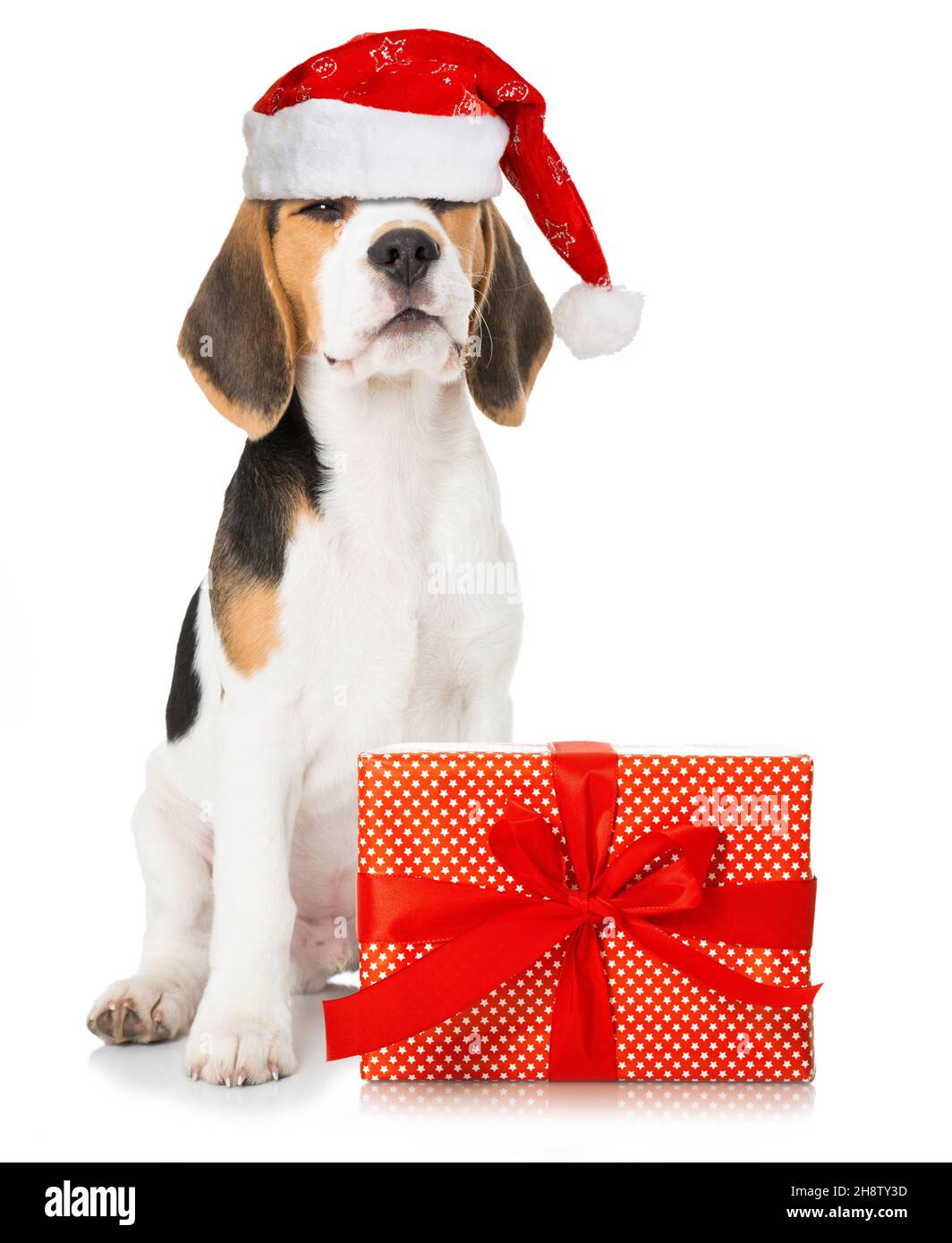 Mignon beagle chiot avec chapeau de père noël isolé sur blanc Banque D'Images