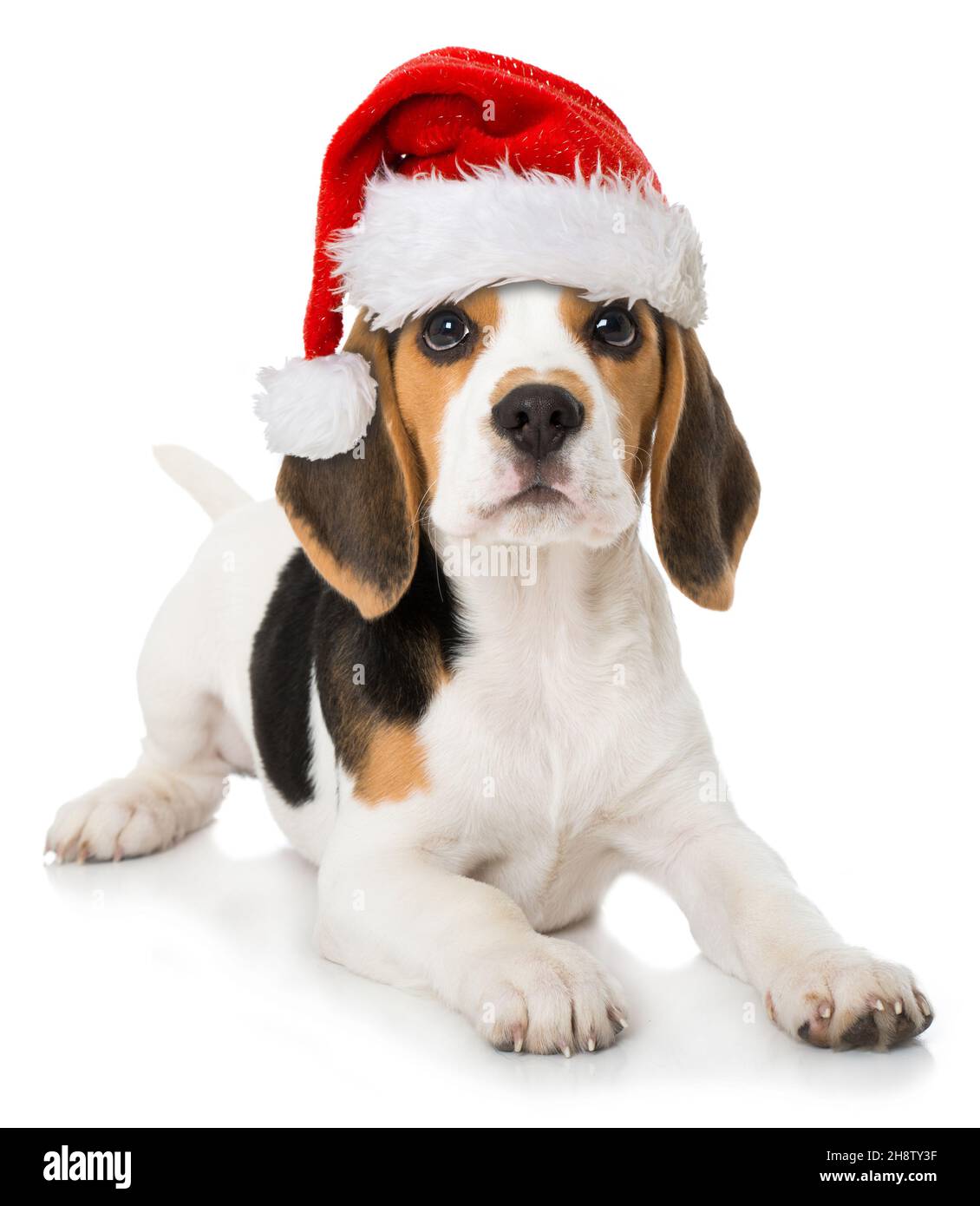 Mignon beagle chiot avec chapeau de père noël isolé sur blanc Banque D'Images