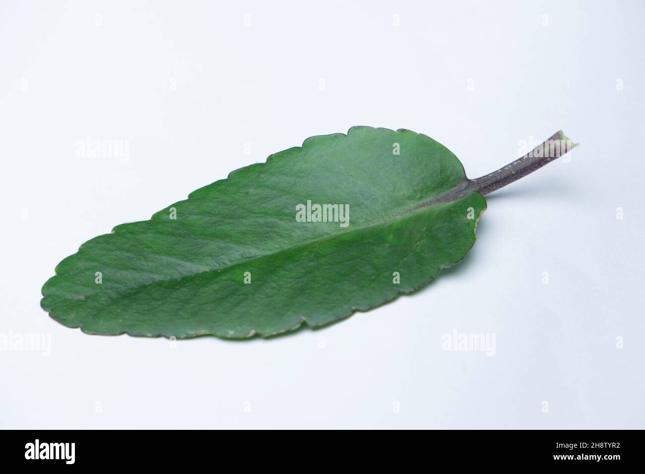 Feuille de plante aérienne ou feuille miracle, Bryophyllum pinnatum.Communément connu sous le nom de Pattharcaṭṭa dans les systèmes traditionnels indiens de médecine Banque D'Images