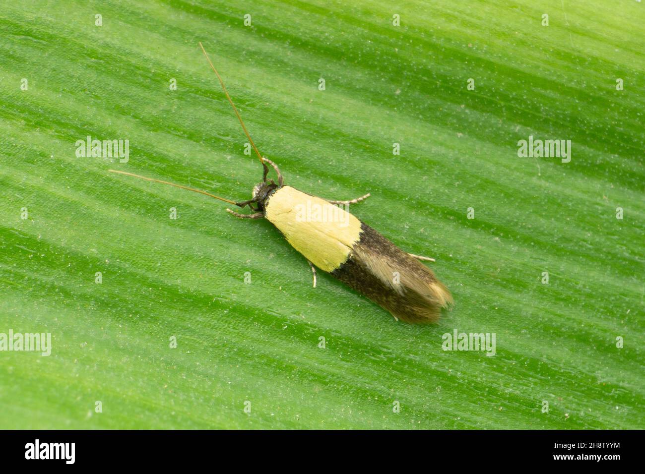 La teigne d'Indianmeal est une pyraloïde de la famille des Pyralidae Plodia interpunctella, Satara, Maharashtra, Inde Banque D'Images