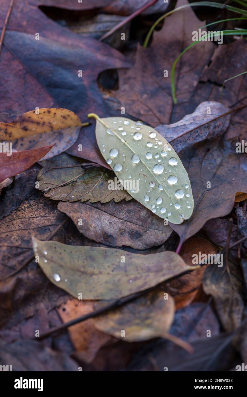 Gouttes de pluie sur feuille d'automne Banque D'Images