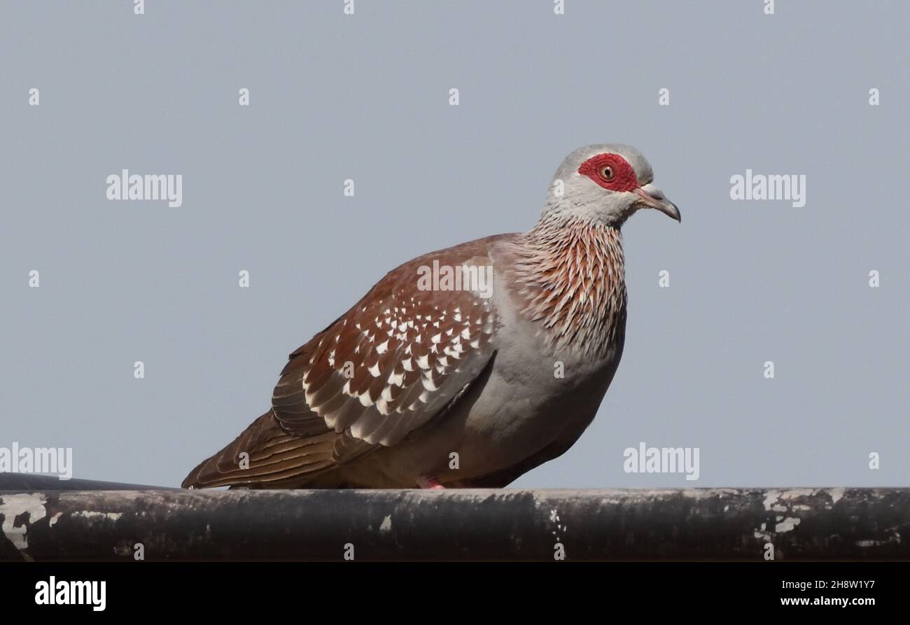 Pigeon moucheté (Columba guinée) également connu sous le nom de pigeon roc africain.Tendaba, la République de Gambie. Banque D'Images