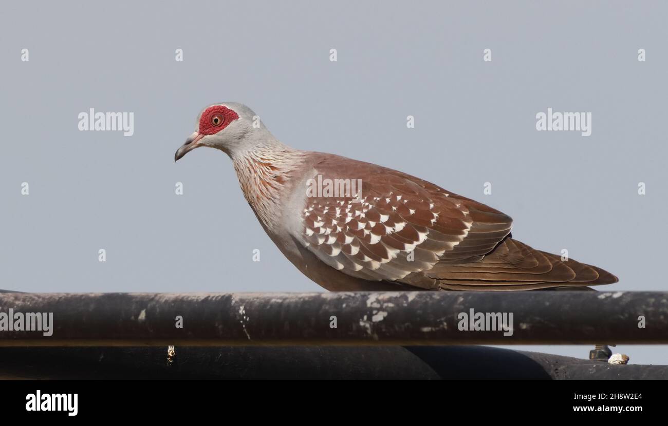 Pigeon moucheté (Columba guinée) également connu sous le nom de pigeon roc africain.Tendaba, la République de Gambie. Banque D'Images