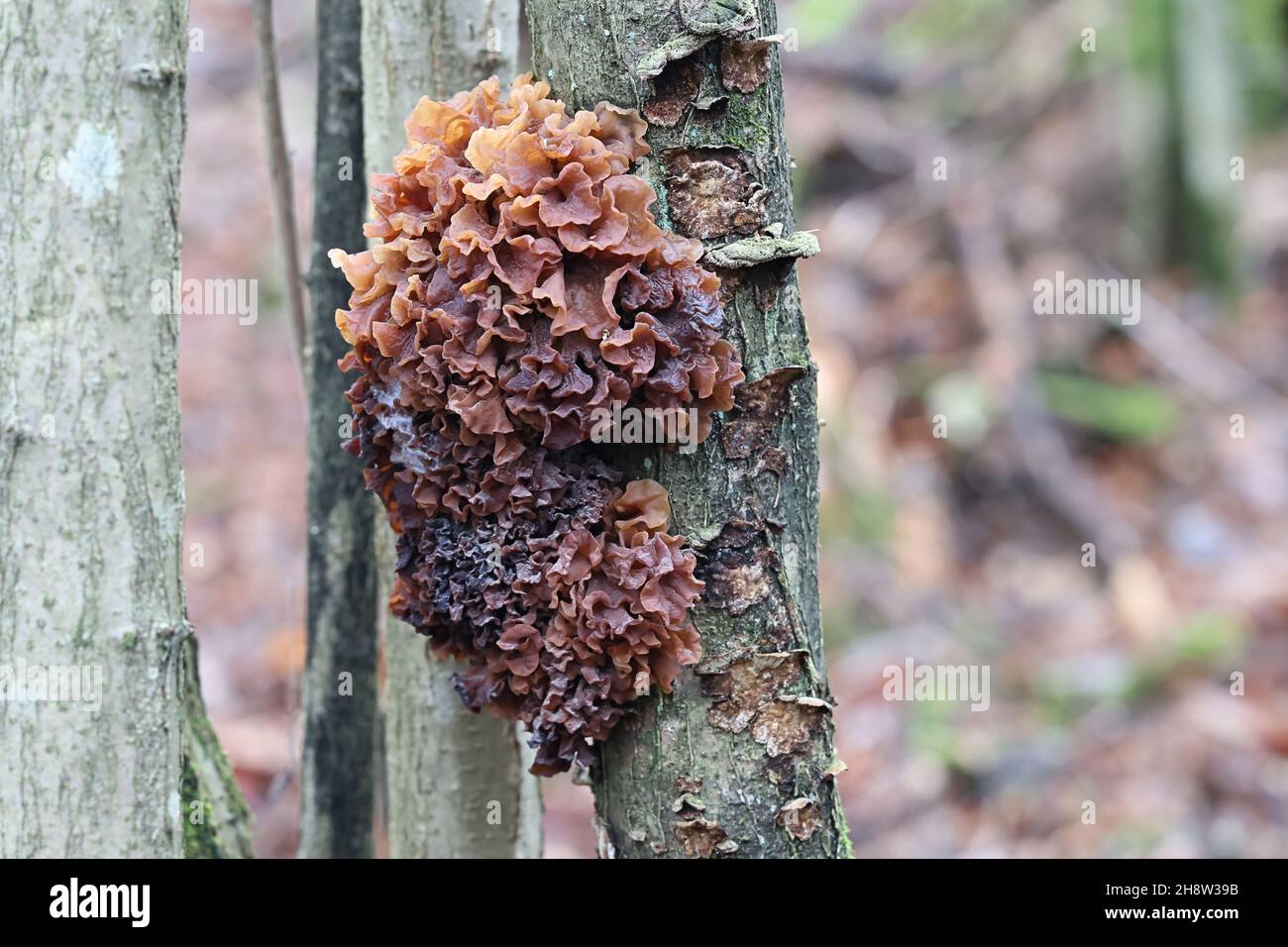Phaeotremella frondosa, connue sous le nom de cerveau à feuilles, de feuille de gelée ou de beurre de sorcière brune, champignon sauvage de Finlande Banque D'Images