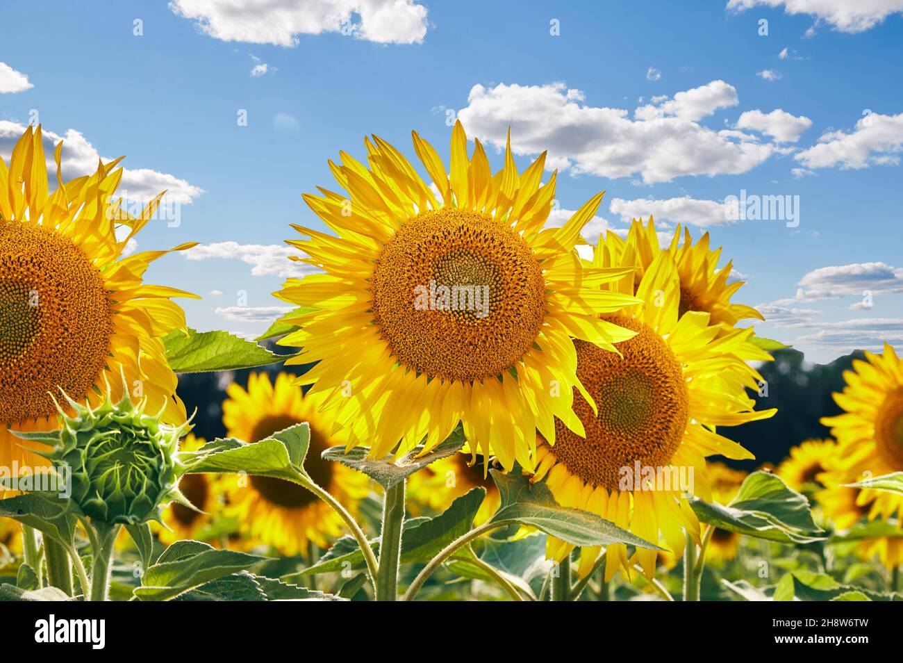Tournesols avec des graines et des pétales jaune vif poussant dans le champ agricole contre ciel bleu nuageux Banque D'Images