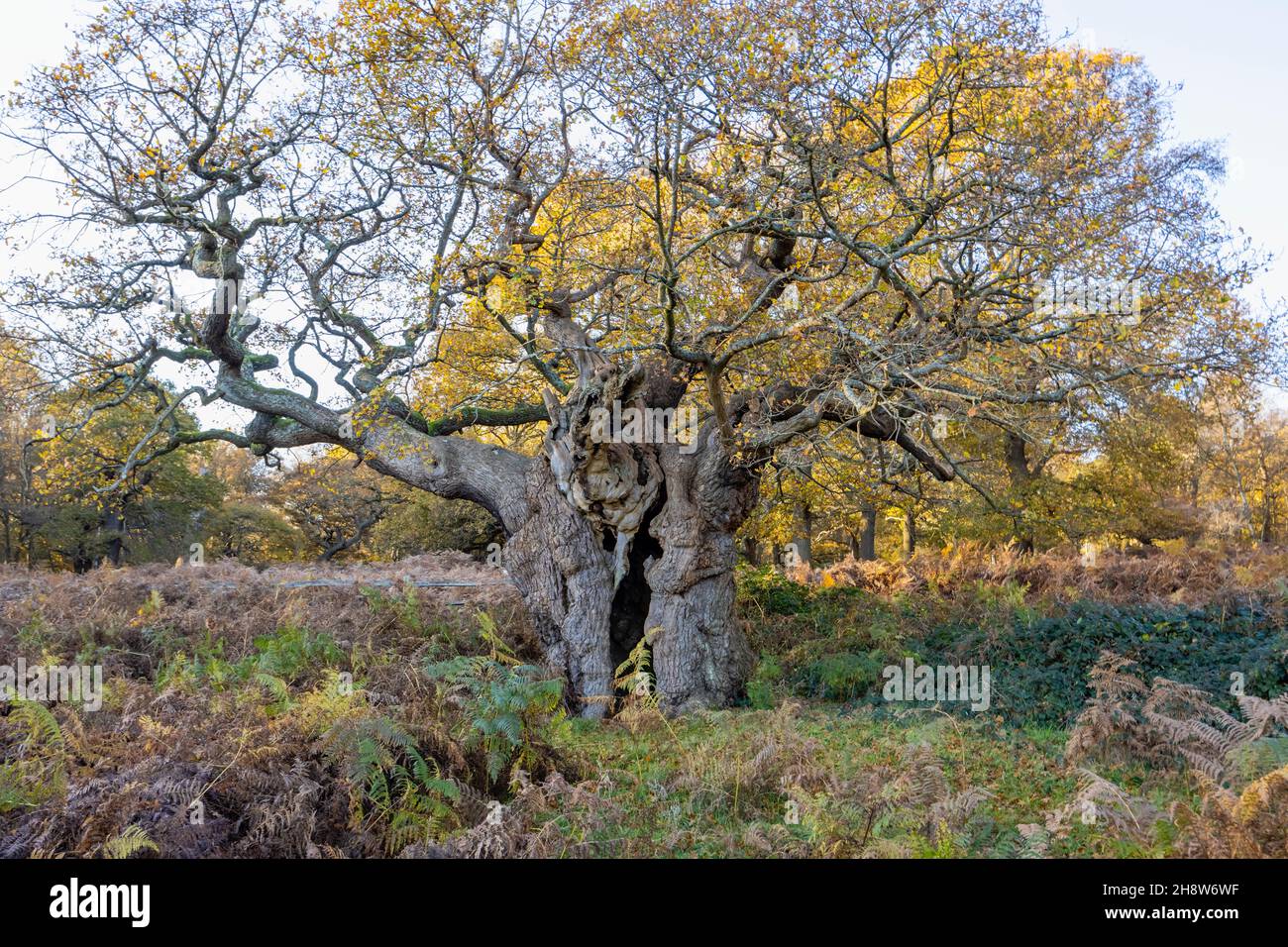 Le Royal Oak, 750 ans, est un ancien chêne ronlé (Quercus robur) avec un tronc fendu à Richmond Park, Londres, de la fin de l'automne au début de l'hiver Banque D'Images