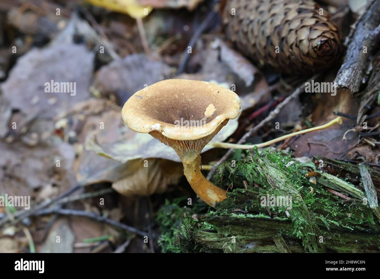 Hygrophoropsis rufa, également appelé Hygrophoropsis aurantiaca var. Rufa, communément connu sous le nom de fausse chanterelle, champignon sauvage de Finlande Banque D'Images