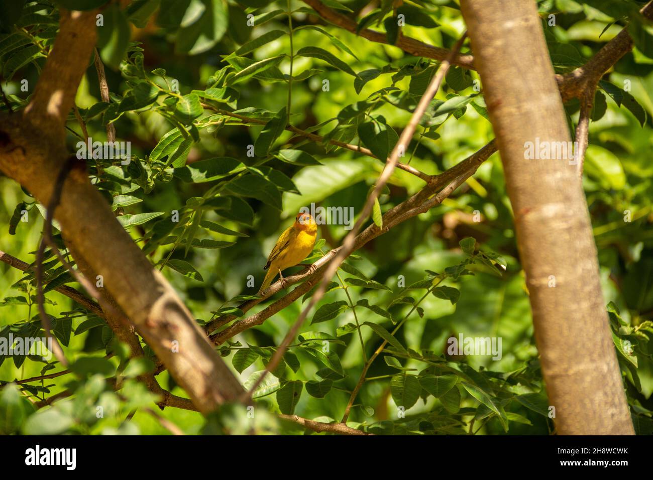 Goias, Brésil – 01 décembre 2021 : un oiseau jaune connu sous le nom de canari sur une branche d'arbre.(Sicalis flaveola) Banque D'Images