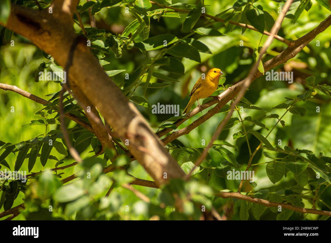 Goias, Brésil – 01 décembre 2021 : un oiseau jaune connu sous le nom de canari sur une branche d'arbre.(Sicalis flaveola) Banque D'Images