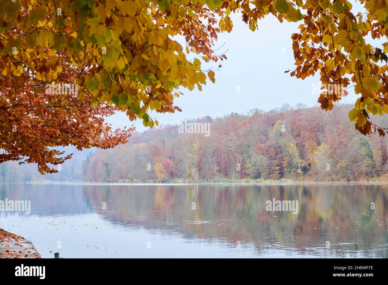 Rhin après la chute du grand Rhin à Schaffhausen en automne.L'eau coule calmement dans le froid et le fogg jour d'automne. Banque D'Images