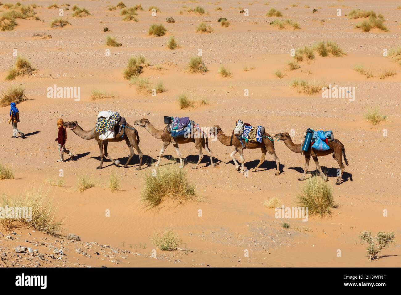 Berber mène une caravane de chameaux à travers le désert du Sahara au Maroc Banque D'Images