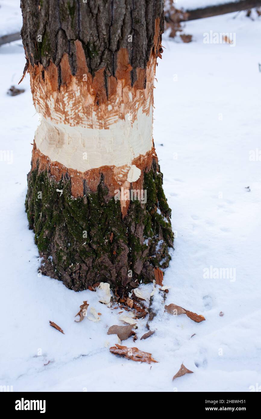 Gros plan de l'arbre dans la forêt d'hiver.Tronc de jeune arbre à feuilles caduques avec des marques de dents de castor et recouvert de neige après une forte tempête de neige Banque D'Images