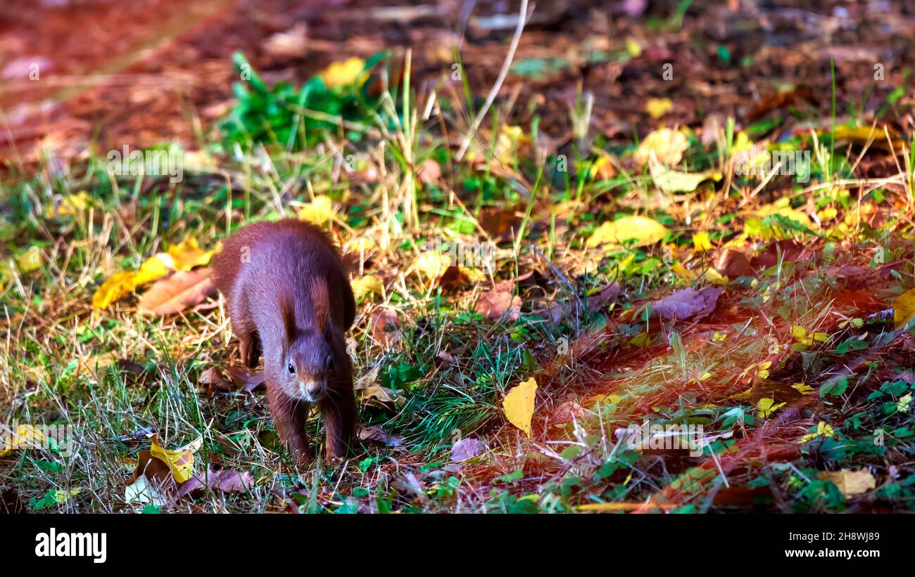 Scirius, écureuil eurasien de couleur foncée, saute sur le sol de la forêt recouvert d'herbe et de feuilles jaunes Banque D'Images