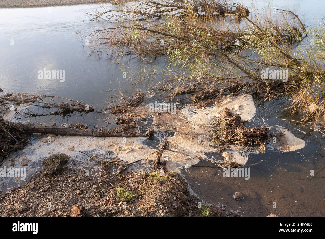 Mousse piégée dans les saules et érosion de la rive de la rivière Towy Banque D'Images