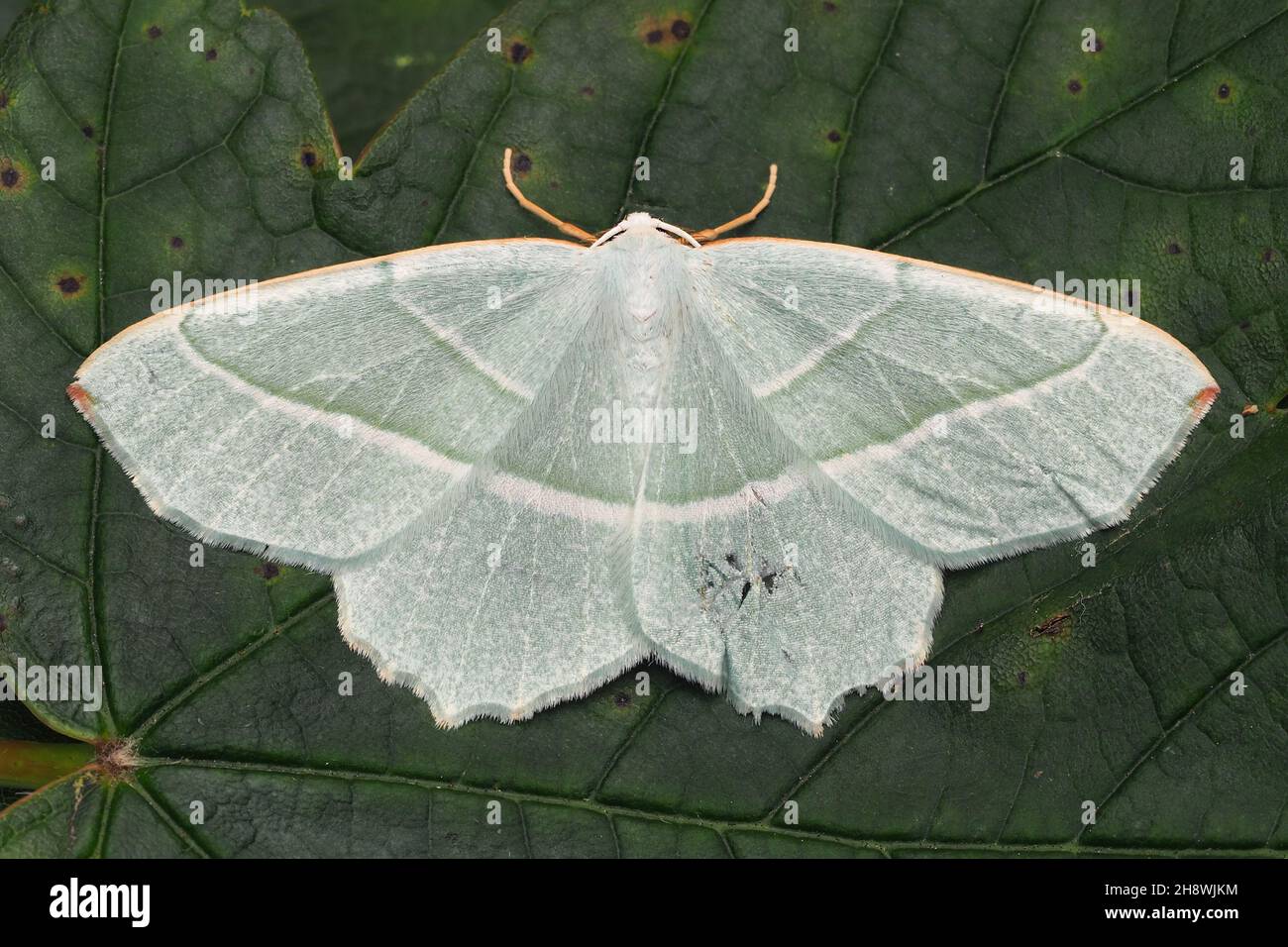 La moth émeraude légère (Campaea margaritaria) repose sur la feuille.Tipperary, Irlande Banque D'Images