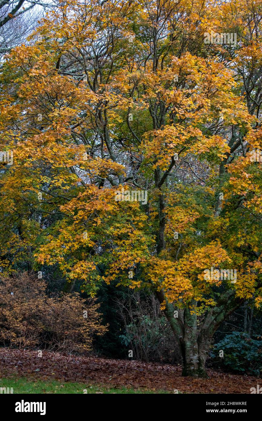 Arbres d'automne en Cornouailles Angleterre Royaume-Uni jaune vif Banque D'Images