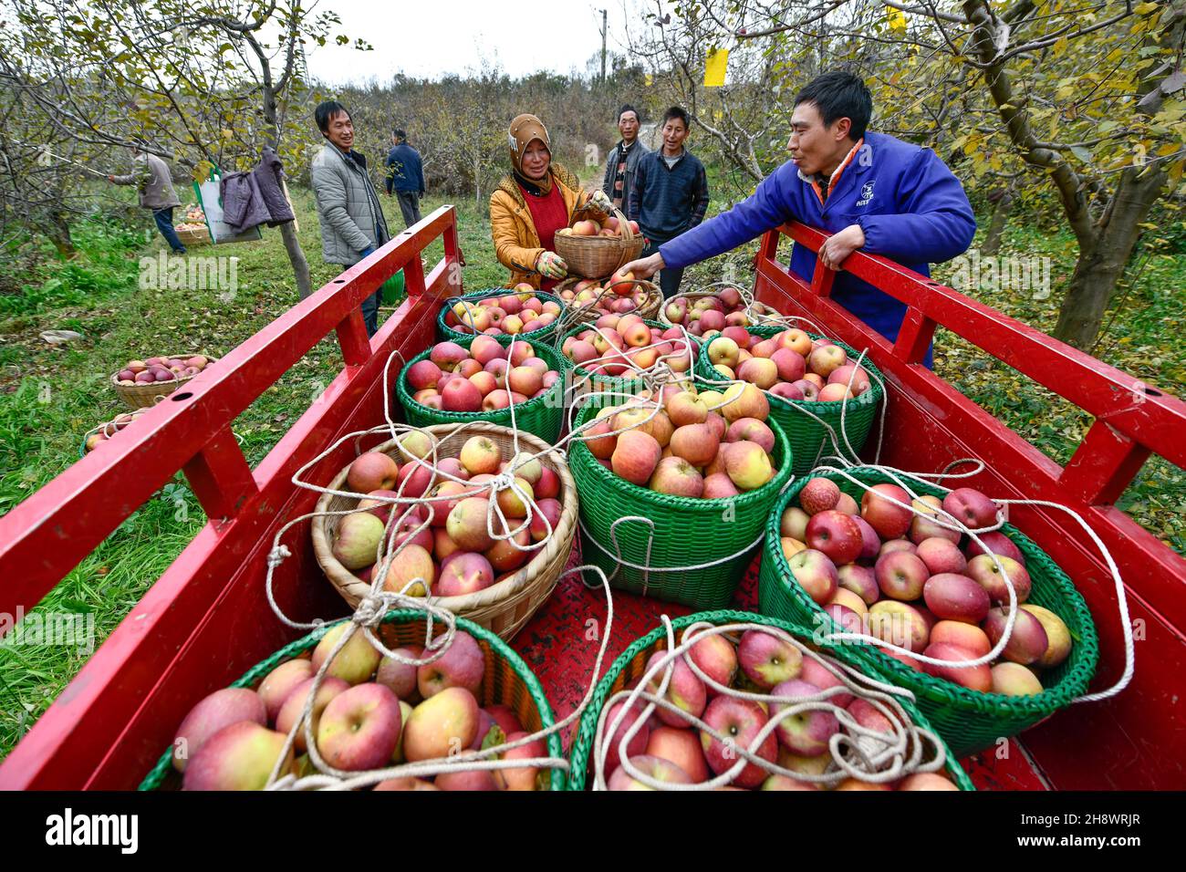 (211202) -- WEINING, 2 décembre 2021 (Xinhua) -- les villageois chargent des pommes au village de Xiaolongdong, dans le canton de Xiaolongdong, dans la ville de Zhaotong, dans le sud-ouest de la province du Yunnan, le 29 novembre 2021.En 2003, le train de 5648/5647 reliant la ville de Zhaotong, province du Yunnan au sud-ouest de la Chine, à la ville de Guiyang, province du Guizhou au sud-ouest de la Chine, a été mis en service.Avec une vitesse moyenne de 40 km/h, le train s'arrête à 18 stations en chemin.Le trajet complet de 407 km dure 9 heures et 31 minutes.Les villageois locaux considèrent le « train de basse vitesse » comme un moyen rentable et fiable de se déplacer pour vendre leur agriculture Banque D'Images