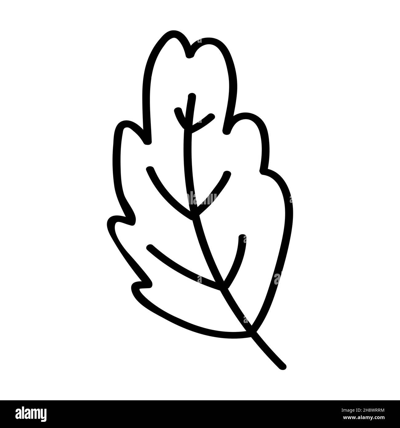 Feuille simple de chêne.Élément de conception pour carte postale, logo, icône, Web.Illustration vectorielle de style doodle isolée sur fond blanc. Illustration de Vecteur