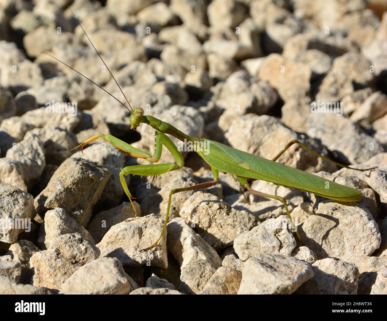une seule mante sur la pierre Banque D'Images
