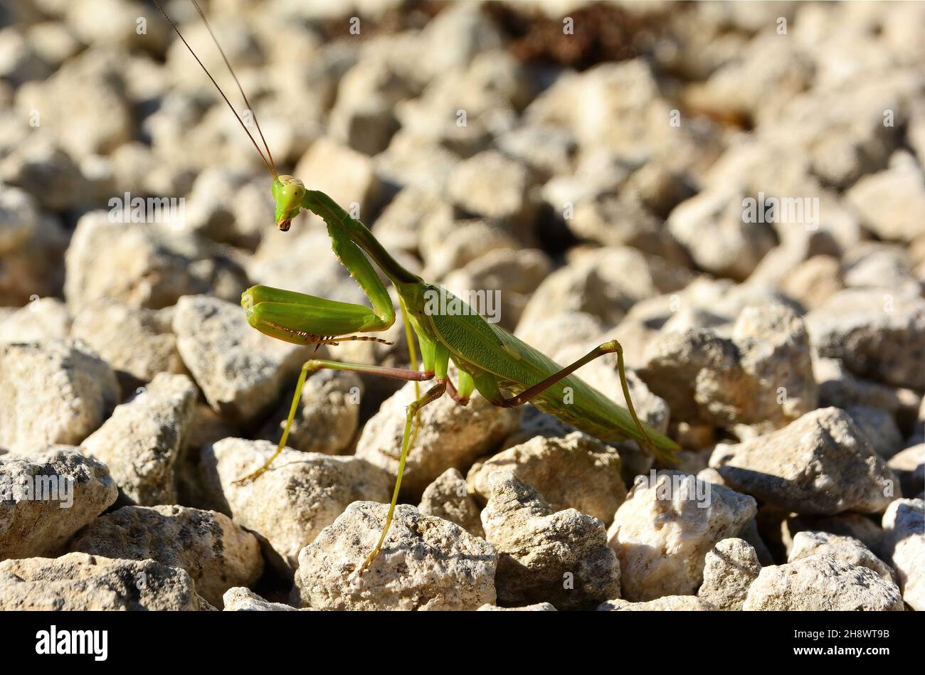 une seule mante sur la pierre Banque D'Images