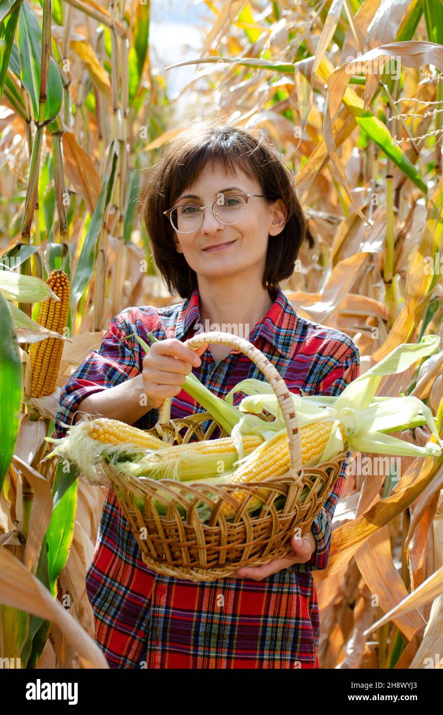 Souriante la femme ouvrier agricole montre juste cueilli des épis de maïs doux dans un panier en osier avec champ de maïs à l'arrière-plan Banque D'Images