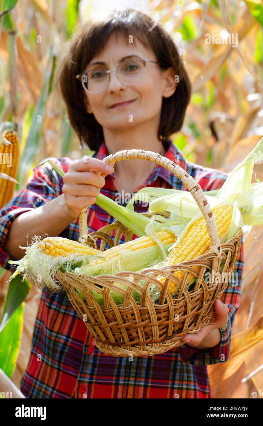 Souriante la femme ouvrier agricole montre juste cueilli des épis de maïs doux dans un panier en osier avec champ de maïs à l'arrière-plan Banque D'Images