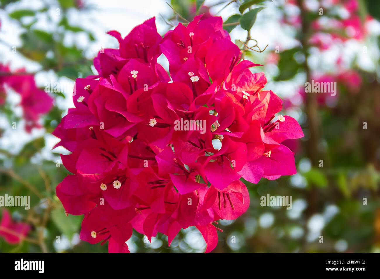 Fleurs bougainvilliers dans un parc. Sri Lanka, introduit des espèces d'Amérique du Sud Banque D'Images