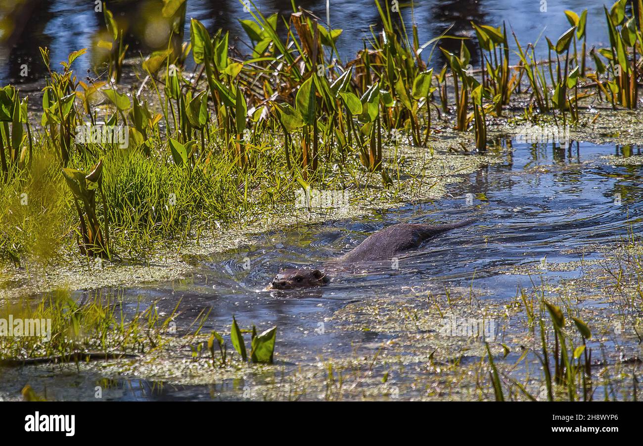 Hélium, communauté biotique.Senex eurasien True Otter (Lutra lutra) vit sur une petite rivière forestière avec des berges marécageuses: Feuilles de printemps dragon femelle (sauvage cal Banque D'Images